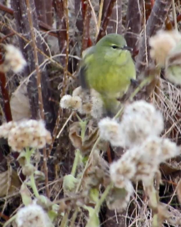 Orange-crowned Warbler - ML196376691