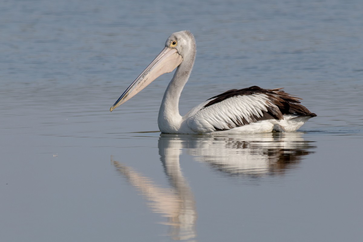 Australian Pelican - Andrew Allen