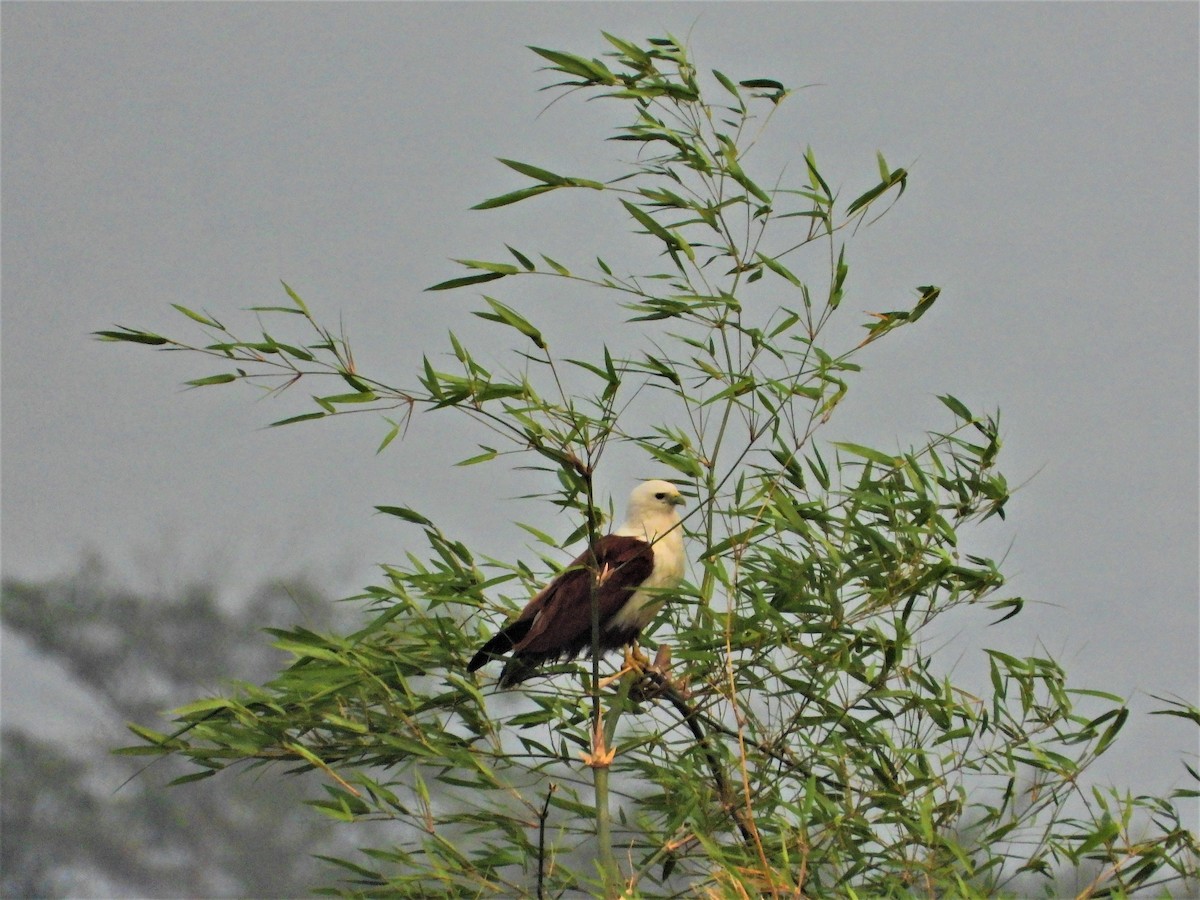 Brahminy Kite - ML196378421