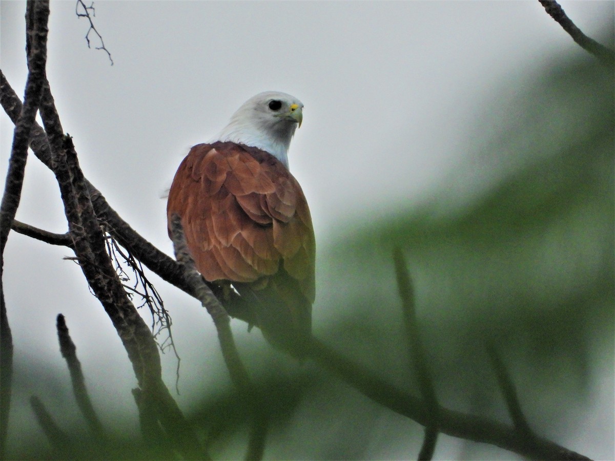 Brahminy Kite - ML196378431