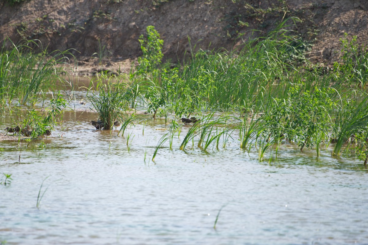 Greater Painted-Snipe - ML196381241