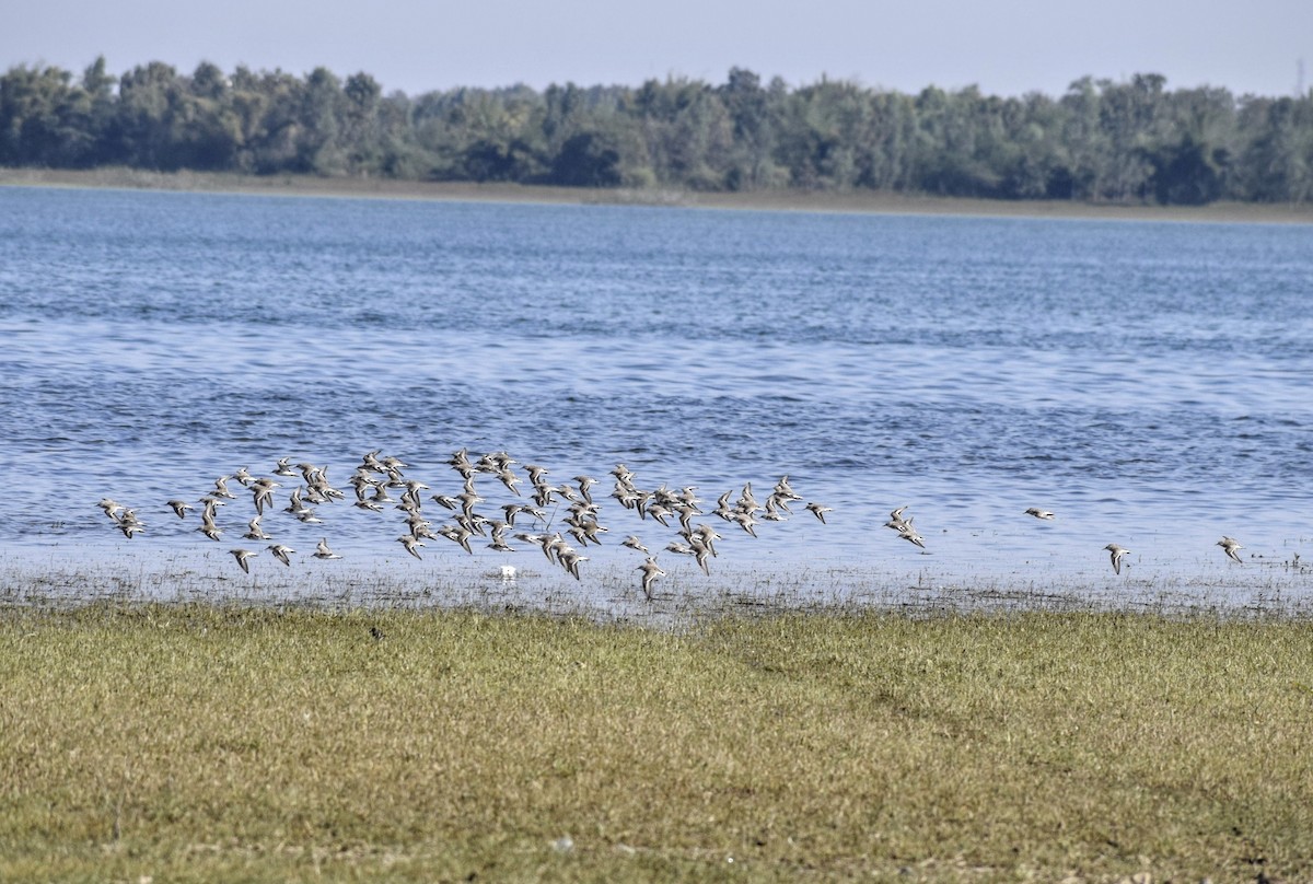 Kentish Plover - Jageshwer verma