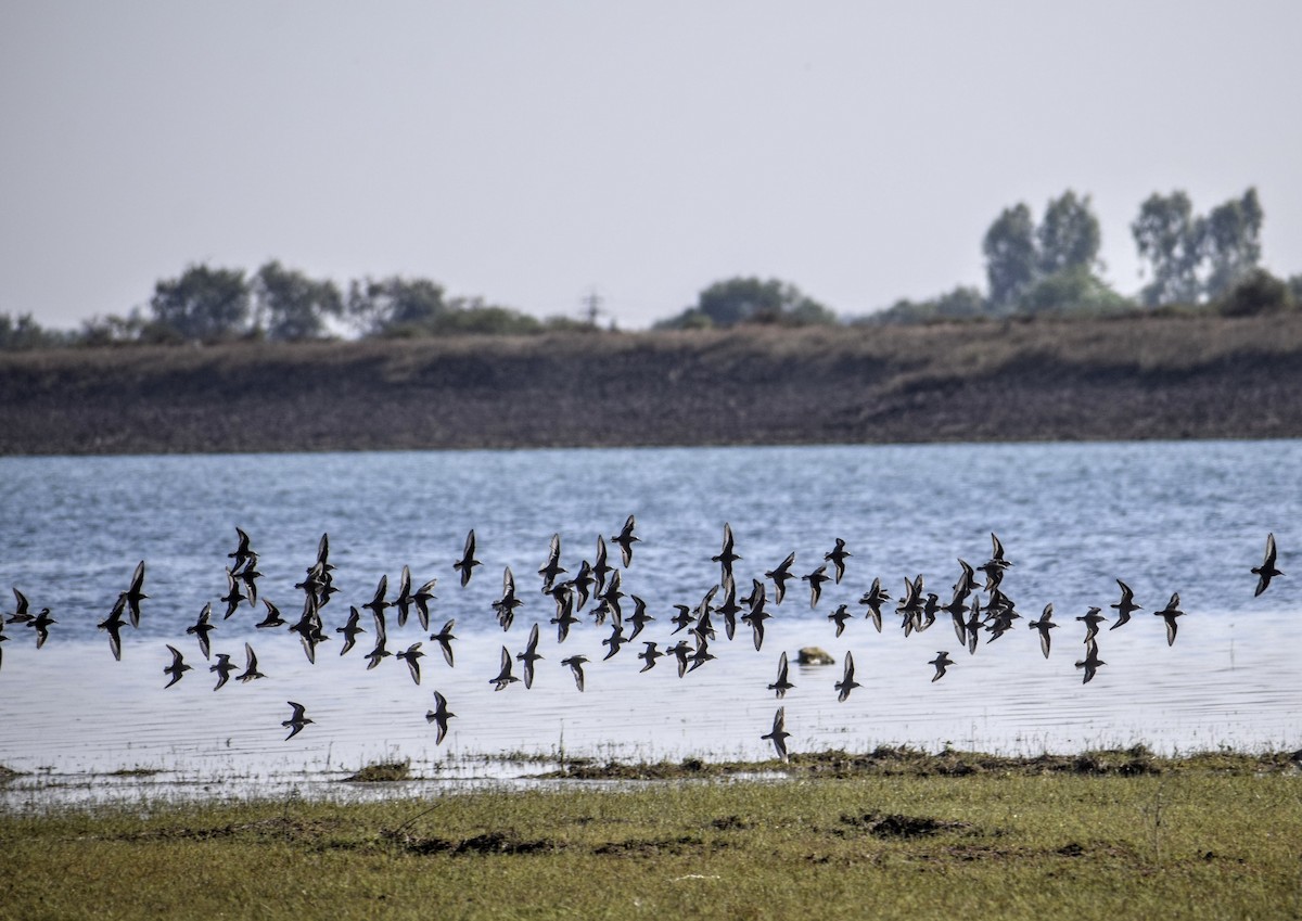 Kentish Plover - Jageshwer verma