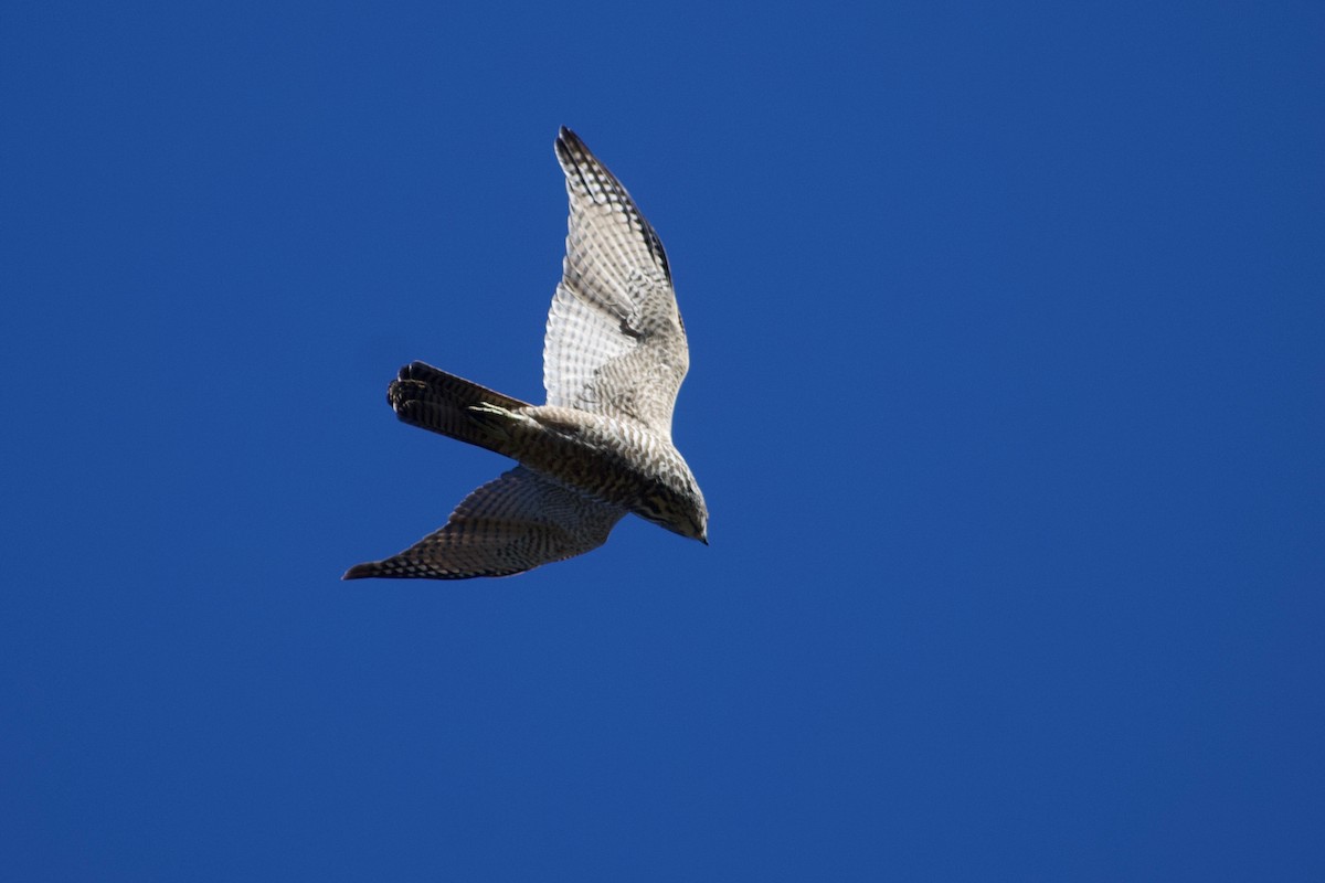 Brown Goshawk - ML196383031