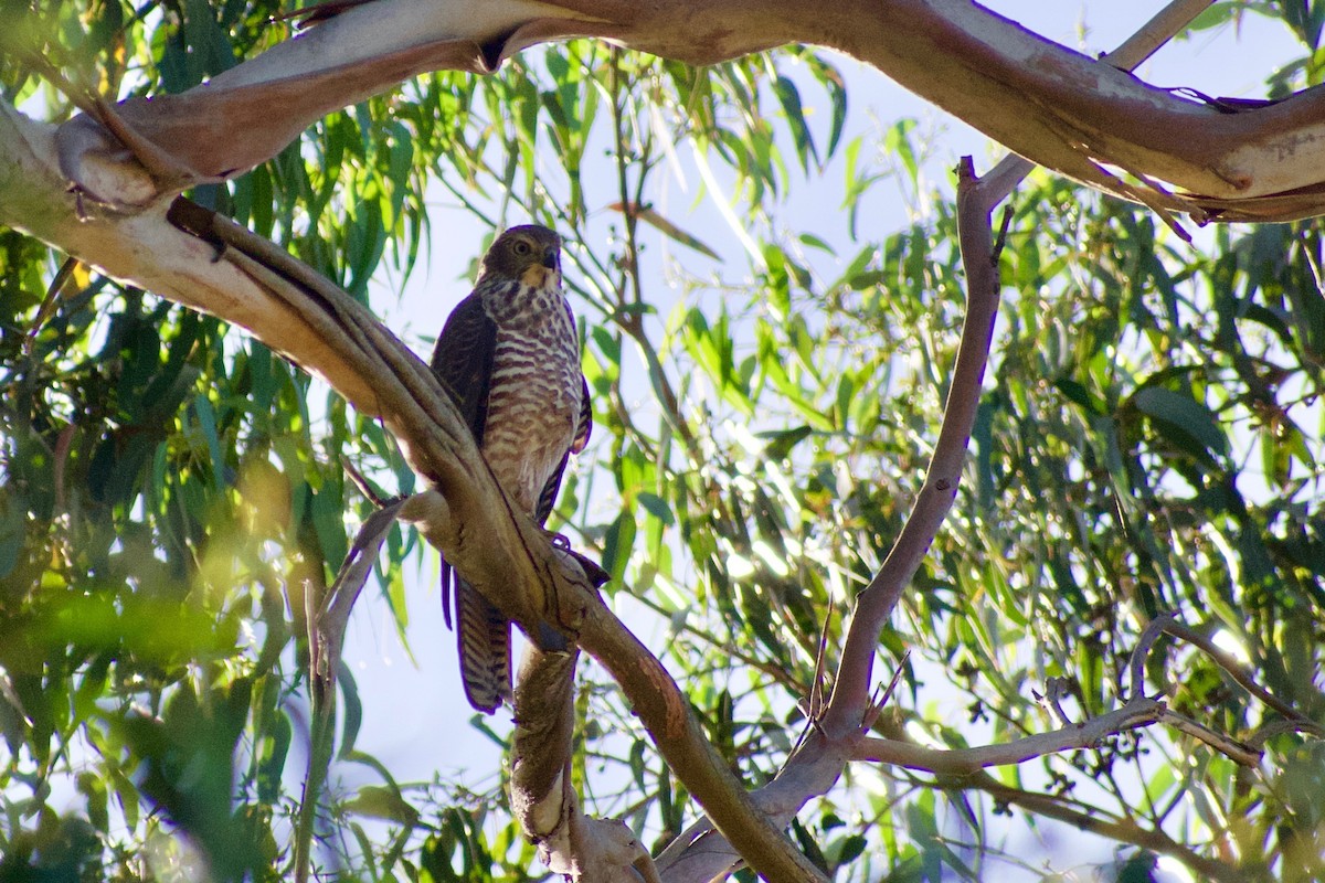 Brown Goshawk - ML196383041