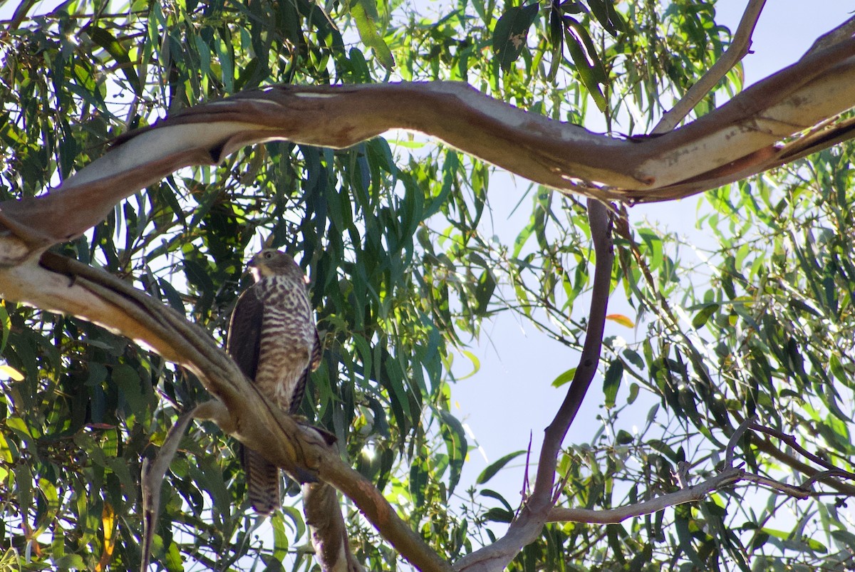 Brown Goshawk - ML196383051
