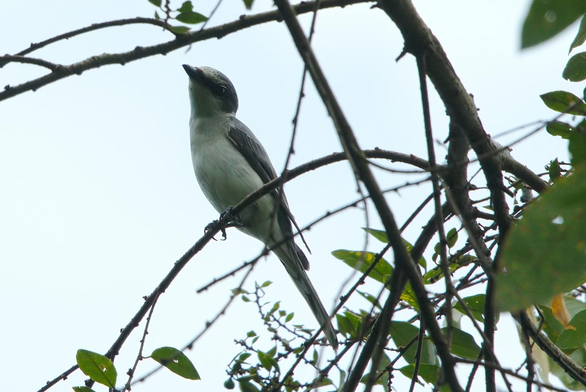 Ashy Minivet - ML196383451