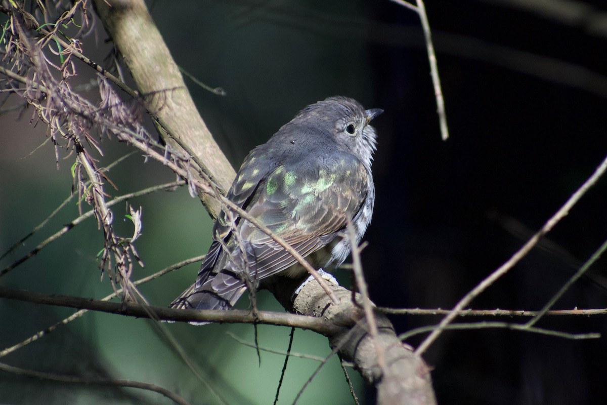 Shining Bronze-Cuckoo - ML196383551