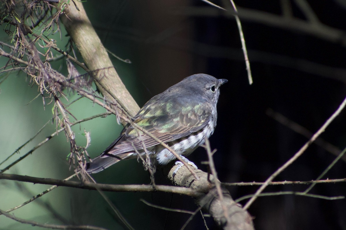 Shining Bronze-Cuckoo - ML196383571