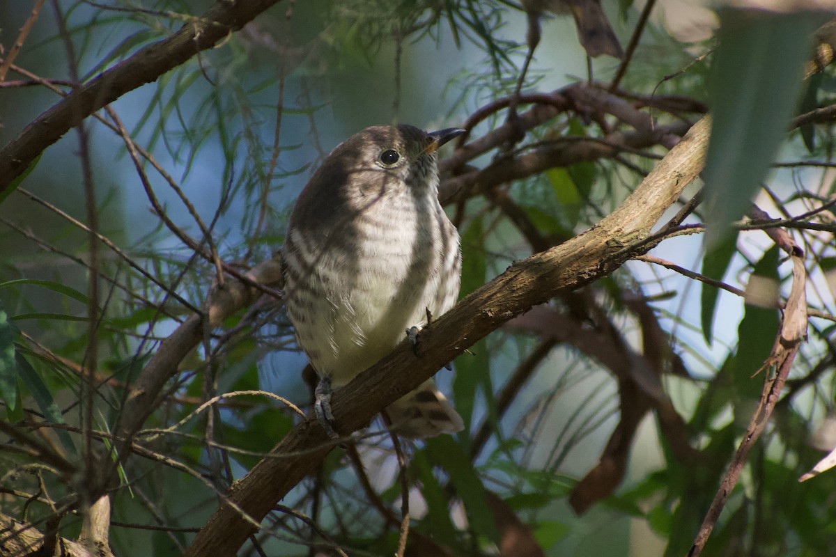 Shining Bronze-Cuckoo - ML196383591