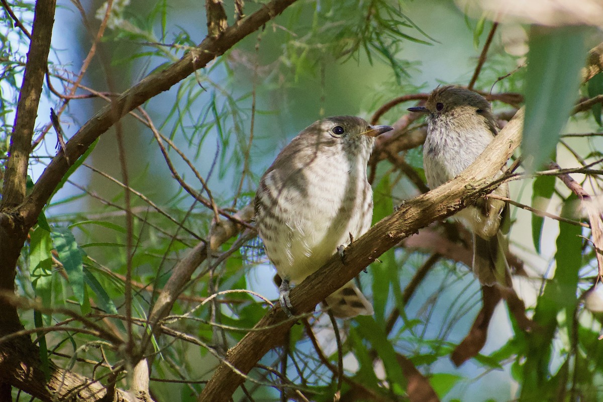 Shining Bronze-Cuckoo - ML196383601