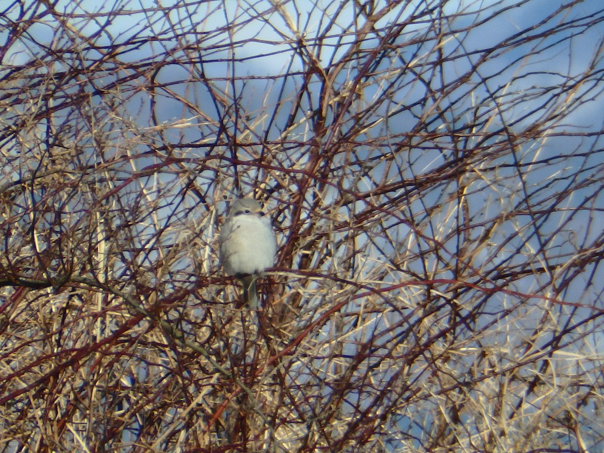 Northern Shrike (Asian) - Masayuki Shimada (Japan-Birding)