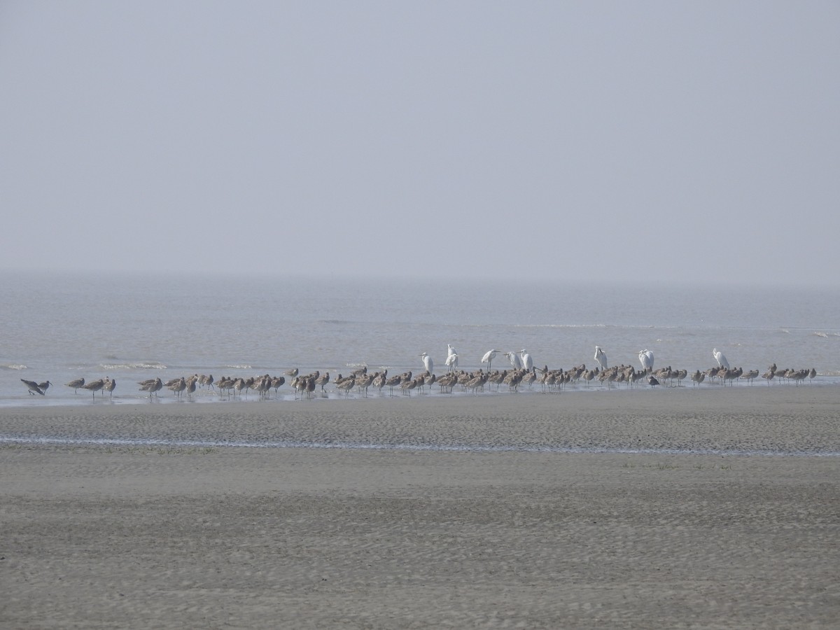 Eurasian Curlew - ML196384481