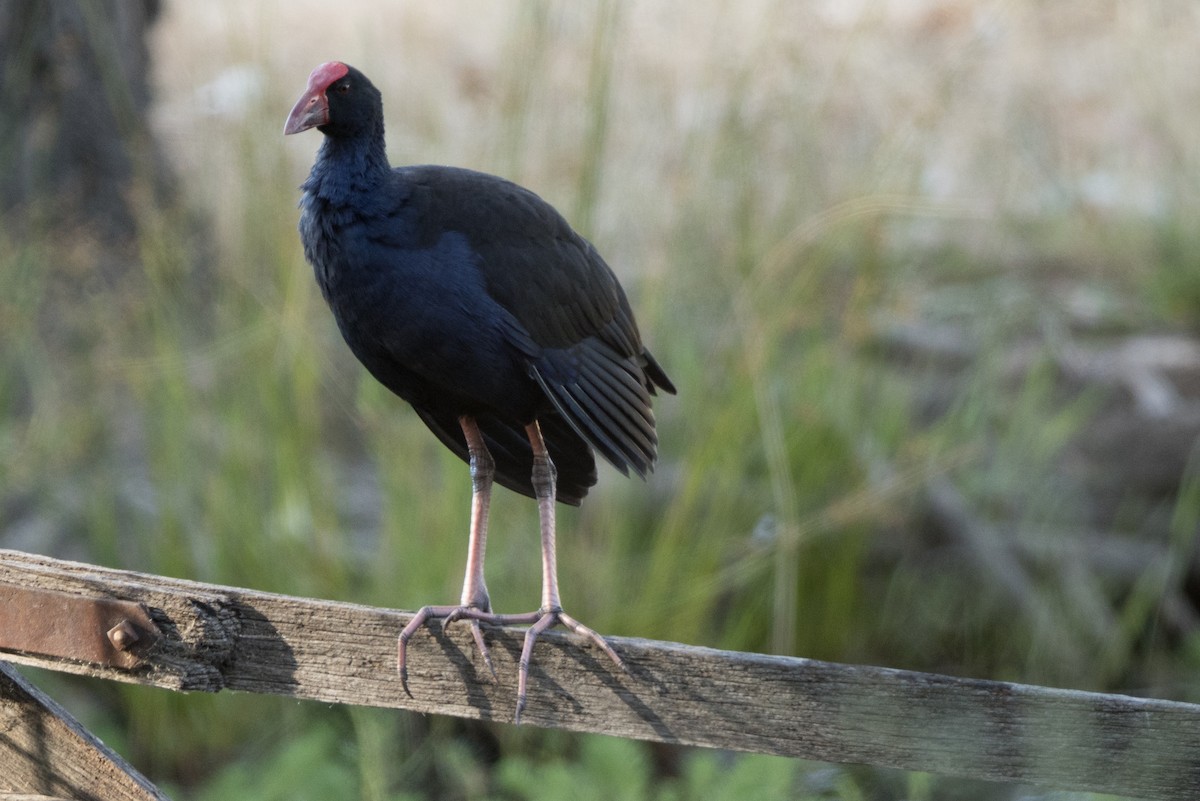 Australasian Swamphen - ML196384601