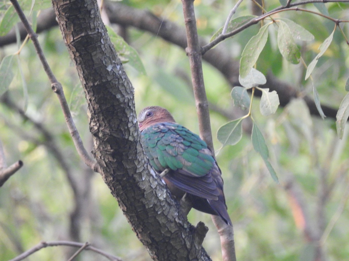 Asian Emerald Dove - ML196384921