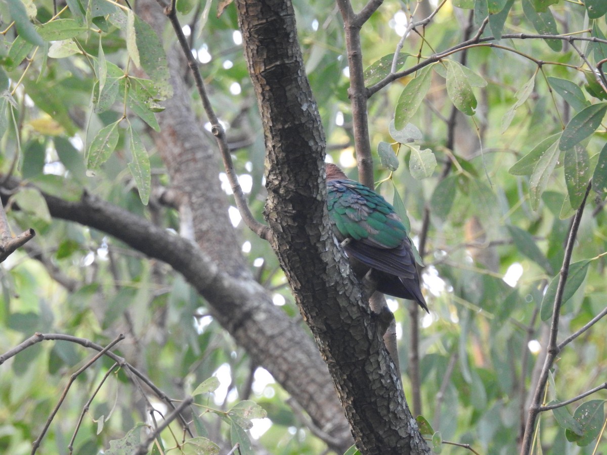 Asian Emerald Dove - ML196384951