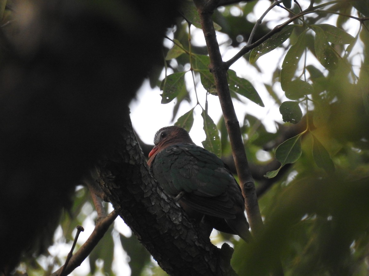 Asian Emerald Dove - Ashwin Viswanathan