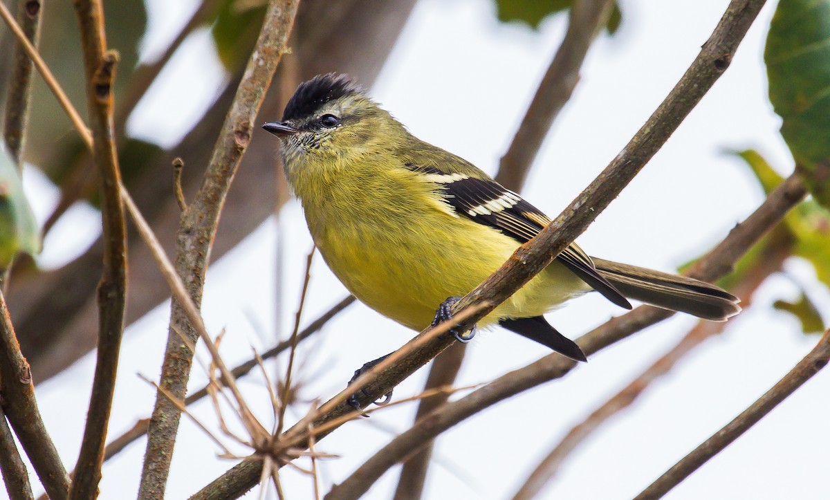 Black-capped Tyrannulet - ML196386331