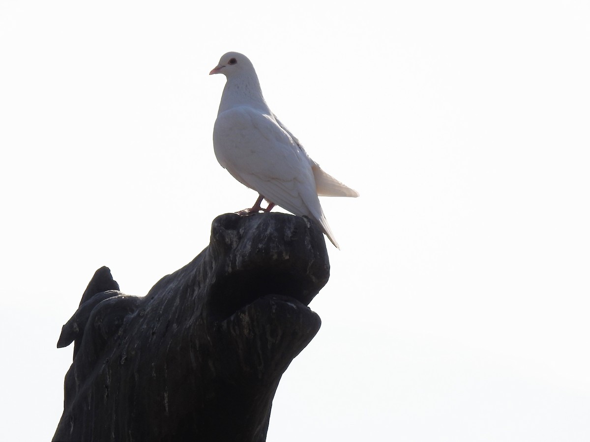 Rock Pigeon (Feral Pigeon) - ML196386551