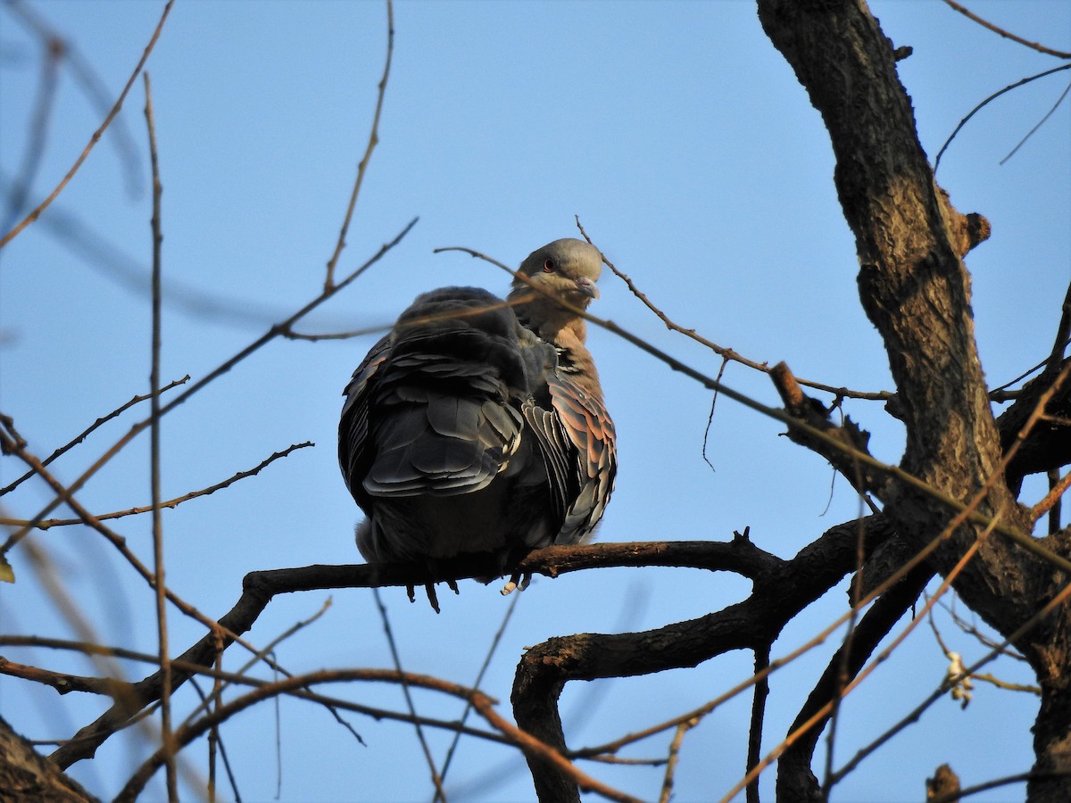 Oriental Turtle-Dove - ML196386571