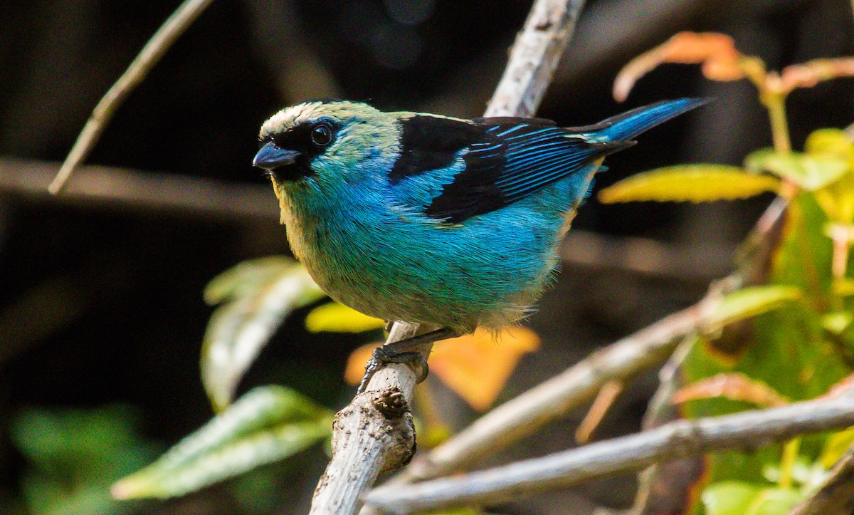 Metallic-green Tanager - ML196386691