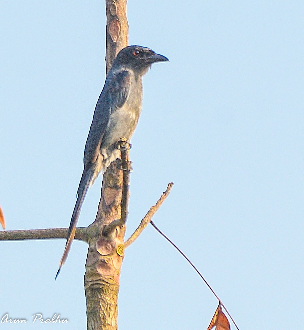 askedrongo - ML196388721