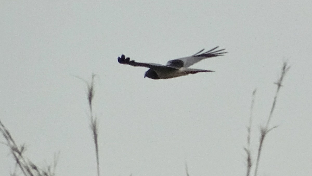 Pied Harrier - ML196389701