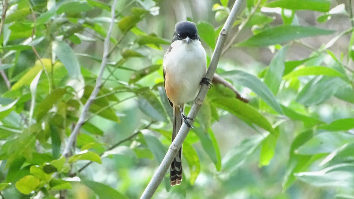 Long-tailed Shrike - ML196389711