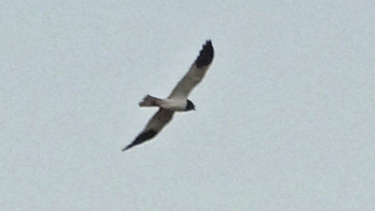 Pied Harrier - ML196389721