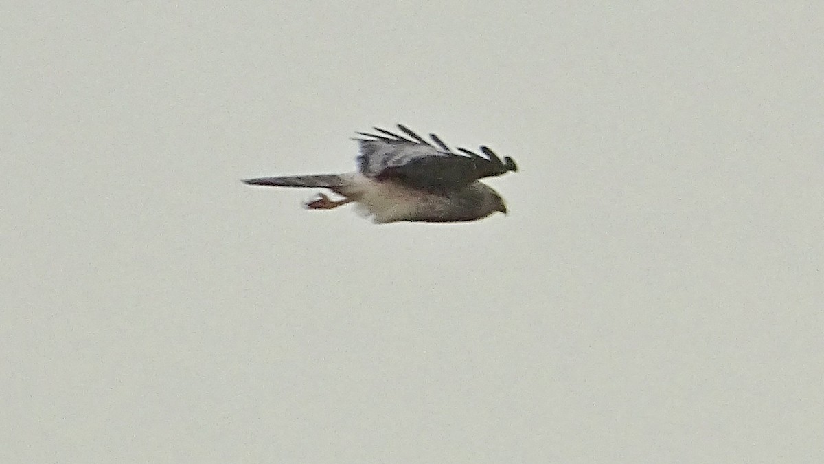 Pied Harrier - ML196389731