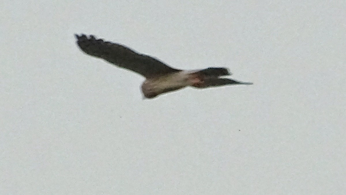 Pied Harrier - ML196389761