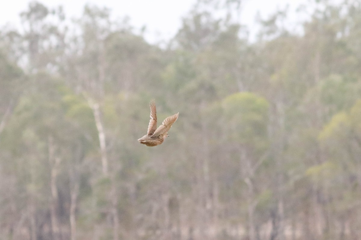 Brown Quail - ML196390501