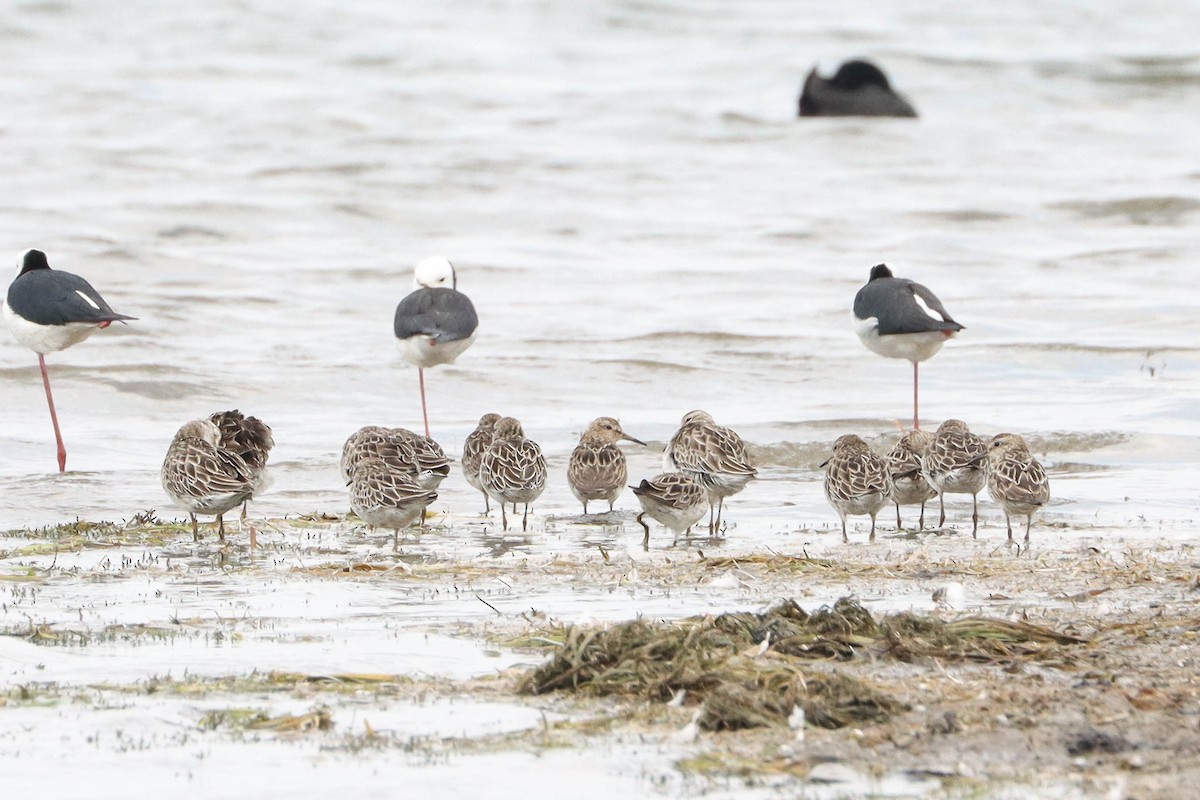 Graubrust-Strandläufer - ML196390521