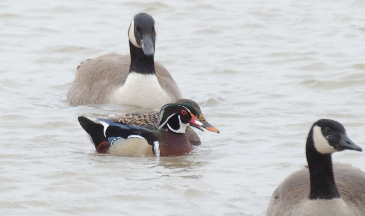 Wood Duck - Mark Nenadov