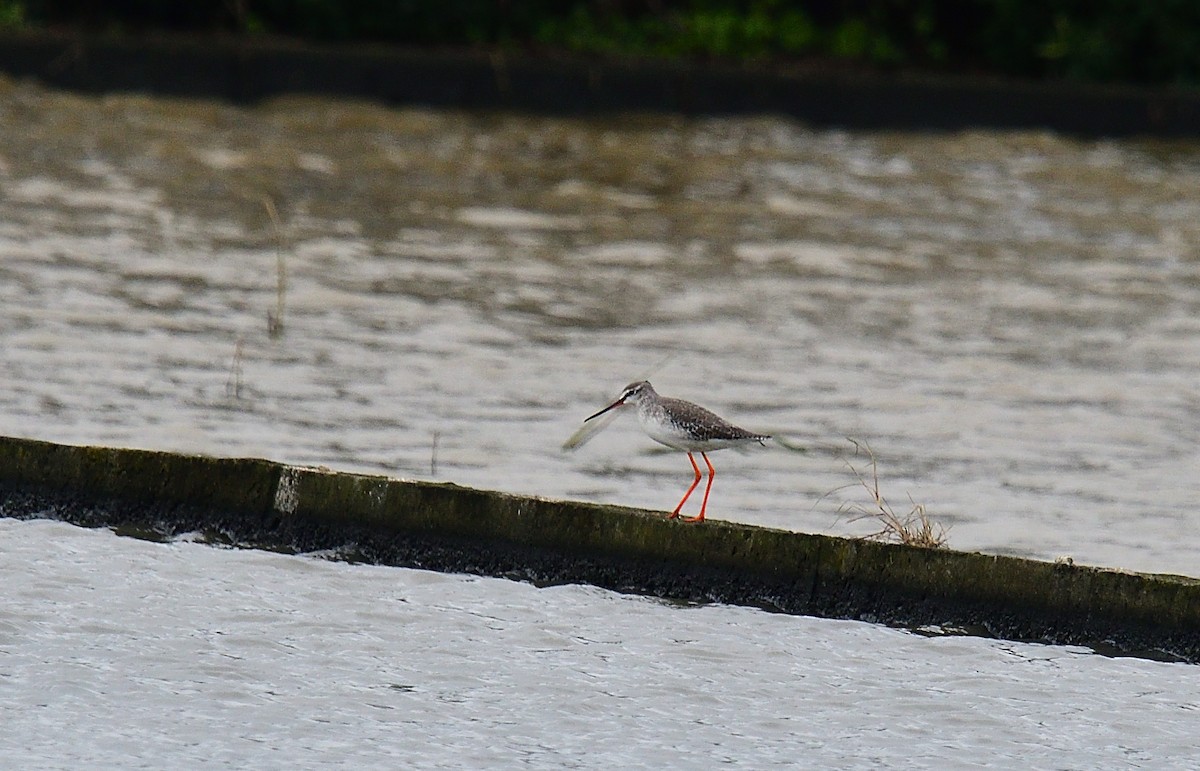 Spotted Redshank - ML196390591