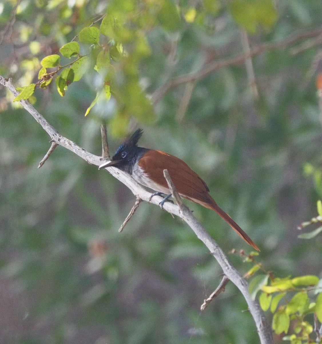 Indian Paradise-Flycatcher - ML196393621