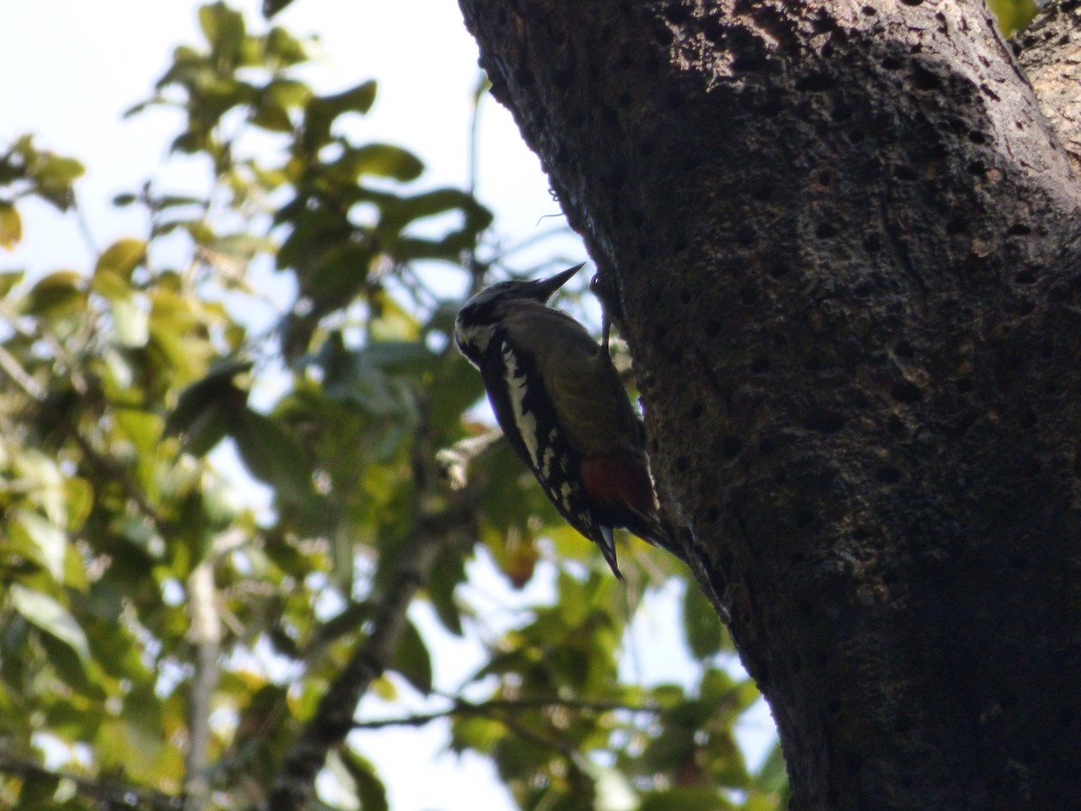 Brown-fronted Woodpecker - ML196394681