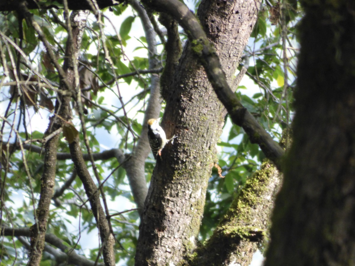 Brown-fronted Woodpecker - ML196394691