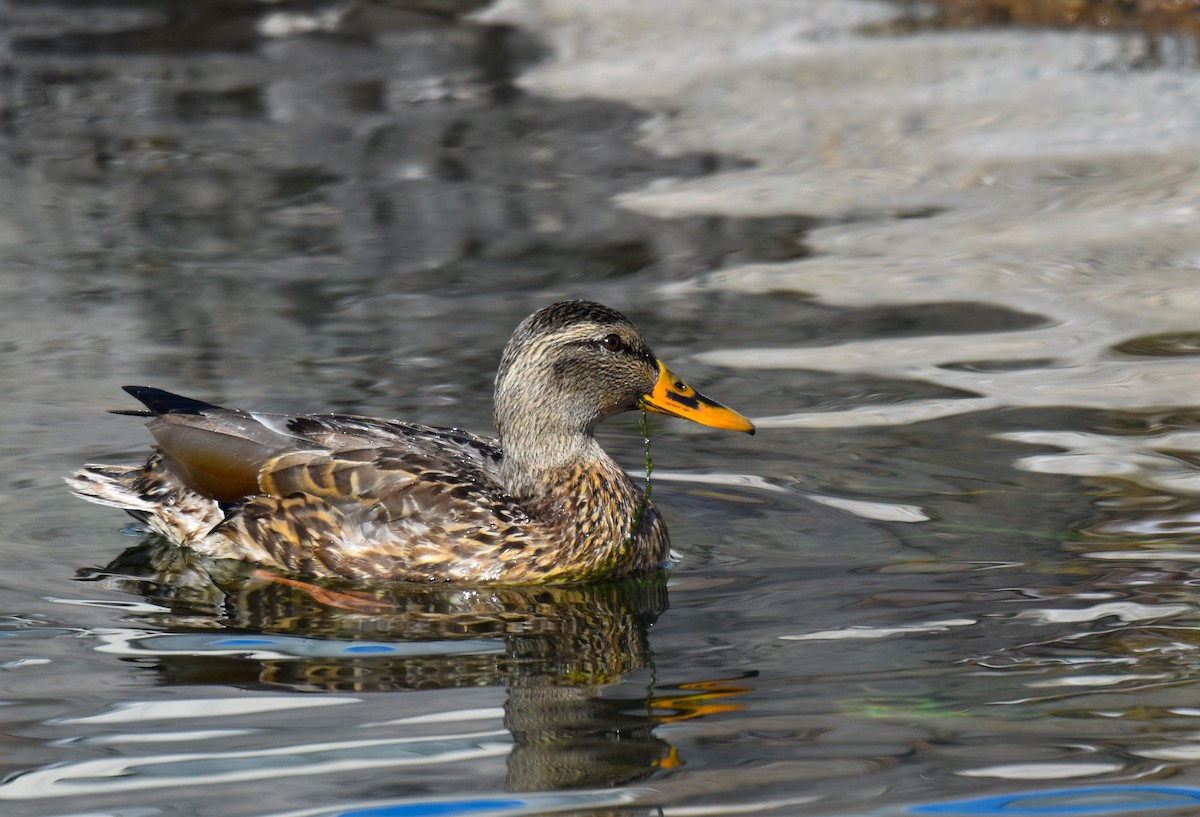 Mallard - Herb Elliott