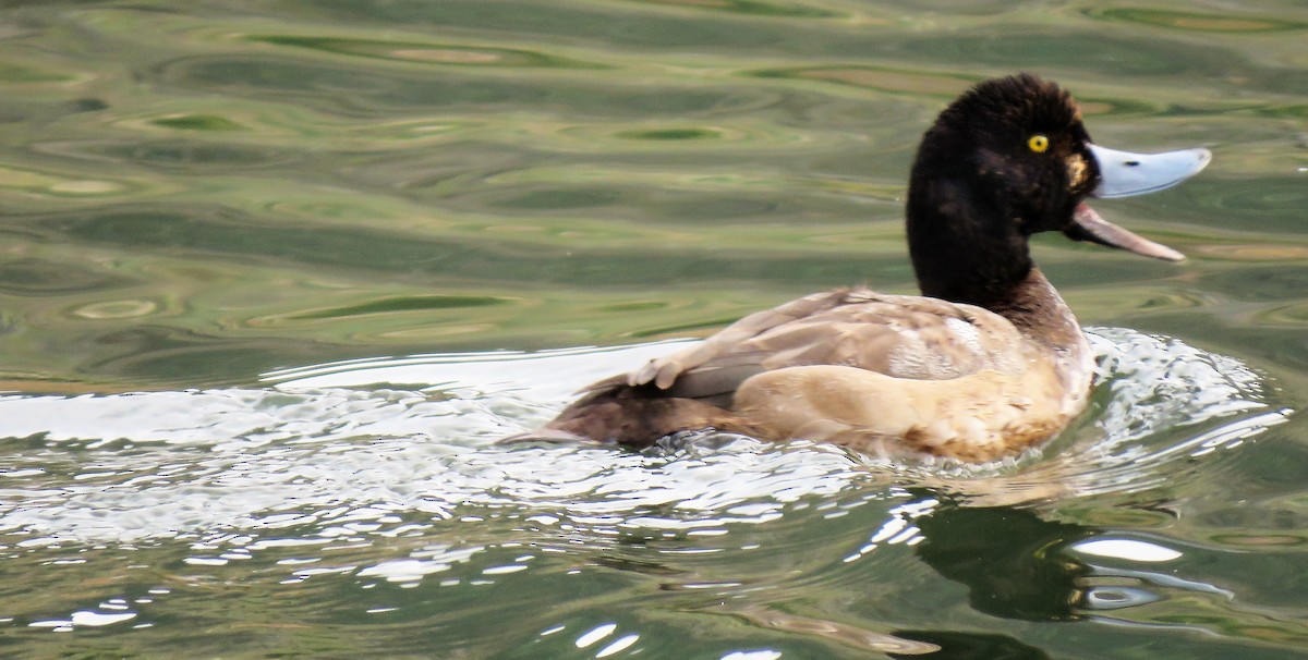 Greater Scaup - Carmelo de Dios