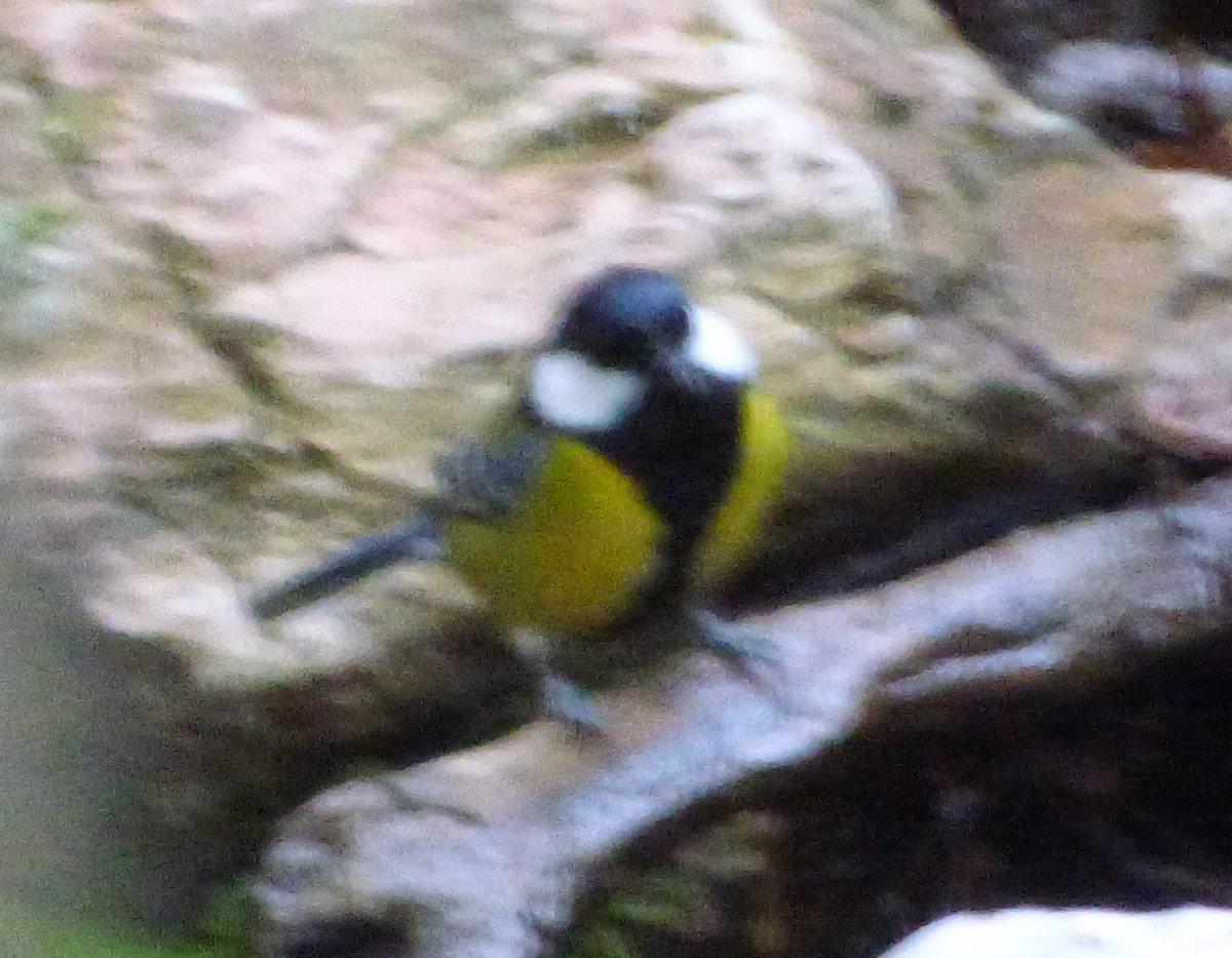 Green-backed Tit - ML196396591