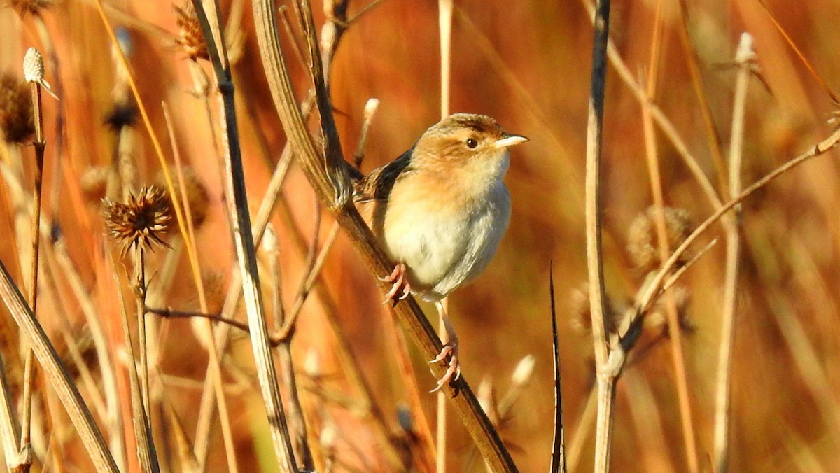 Sedge Wren - ML196397461