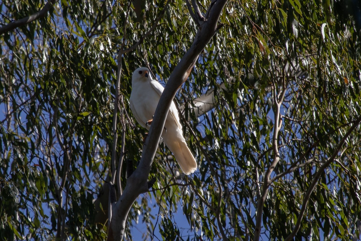 Gray Goshawk - ML196397721