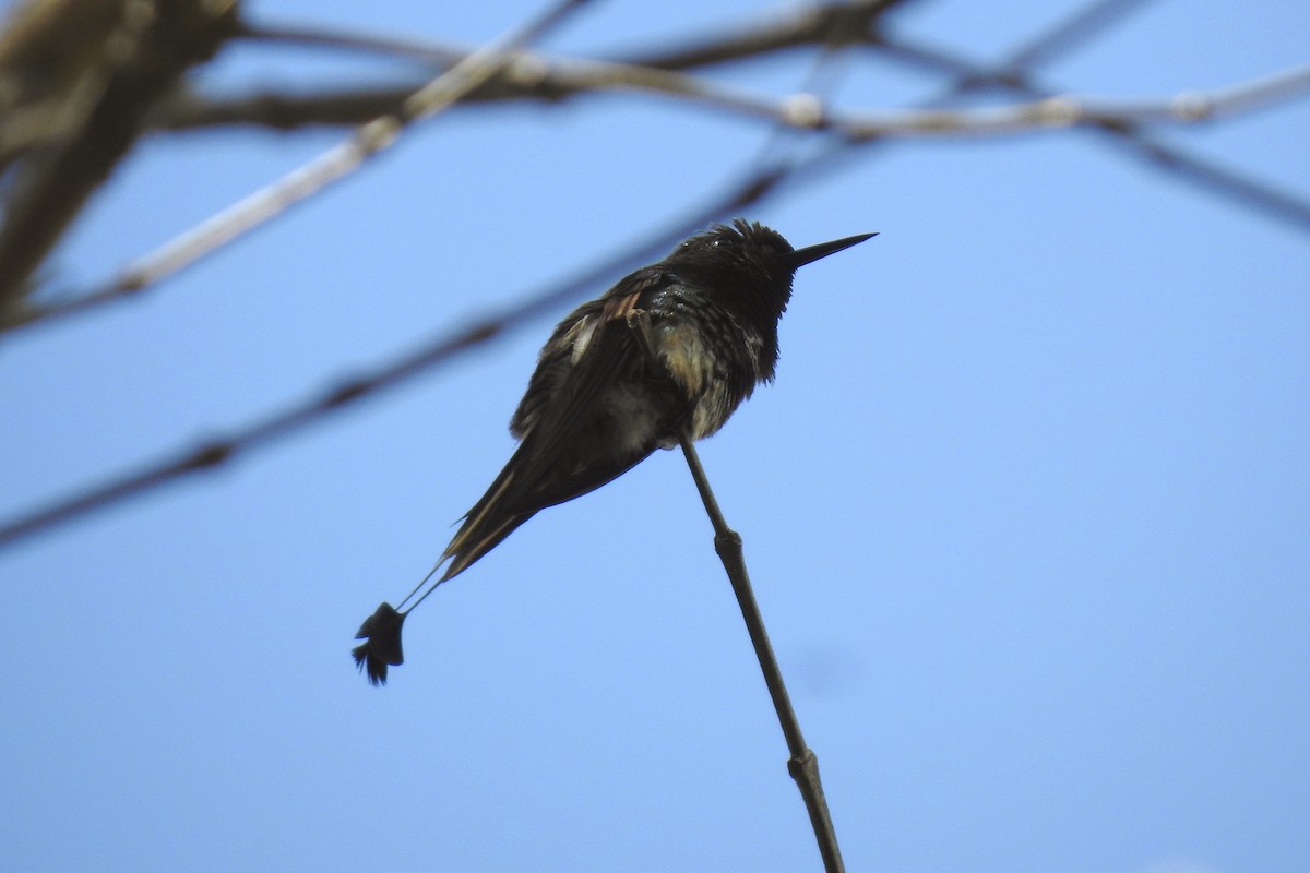 kolibřík pálkoocasý - ML196399331