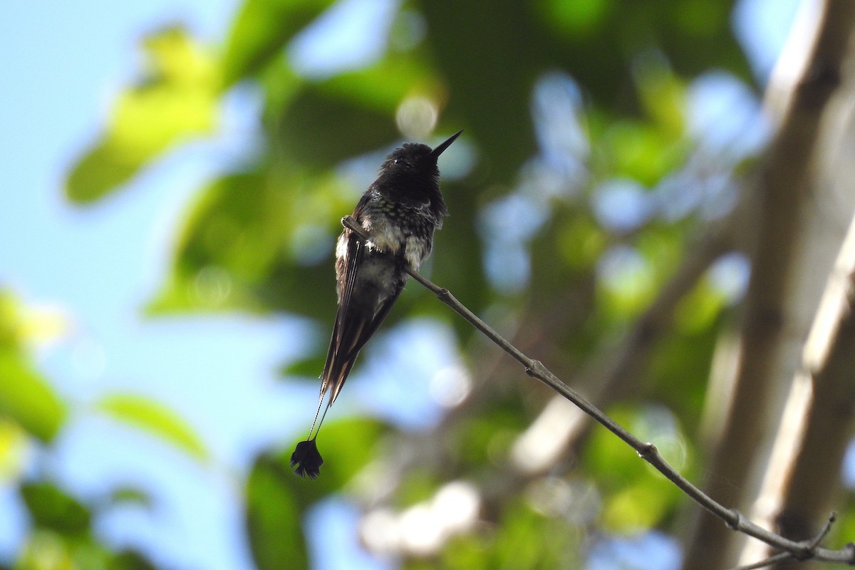 kolibřík pálkoocasý - ML196399341
