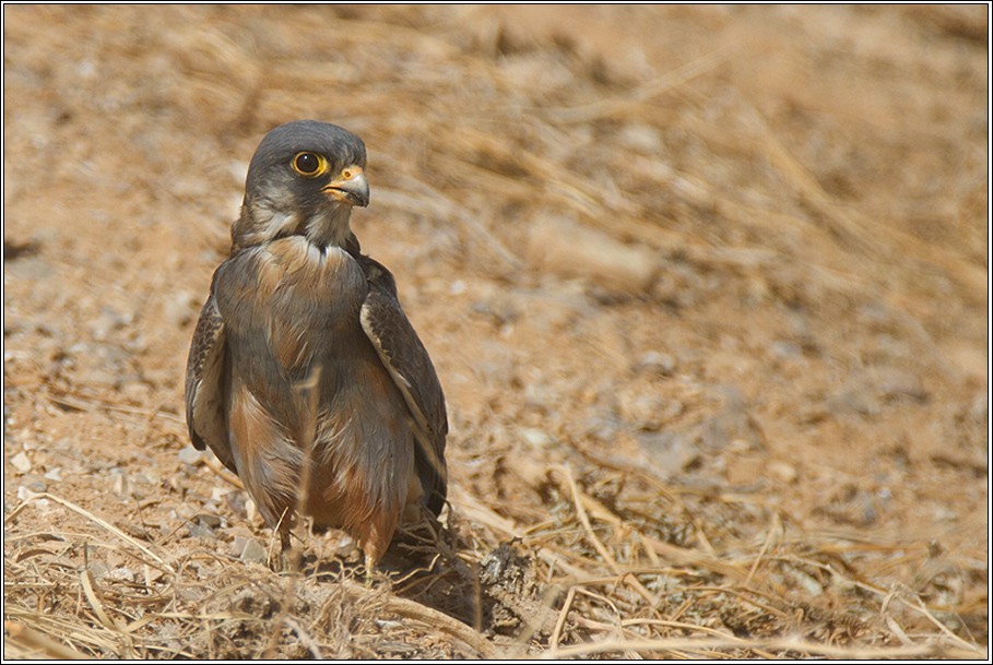 Red-footed Falcon - ML196399461