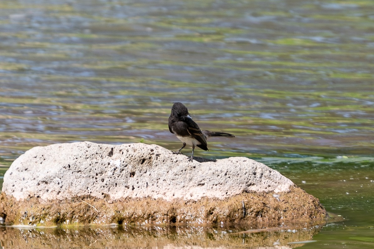 Black Phoebe - ML196400461