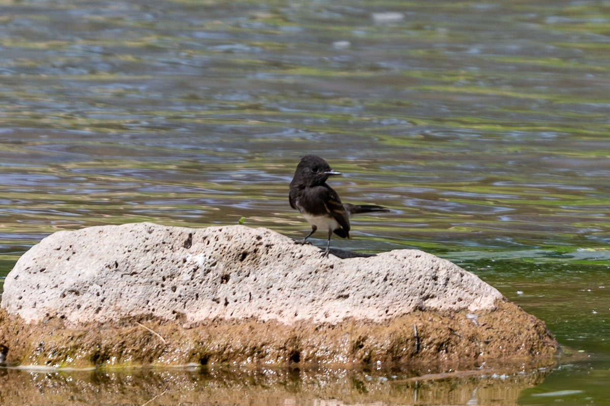 Black Phoebe - ML196400471