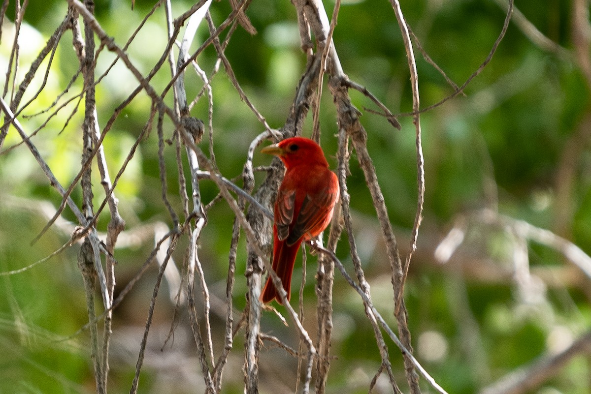 Summer Tanager - ML196400481