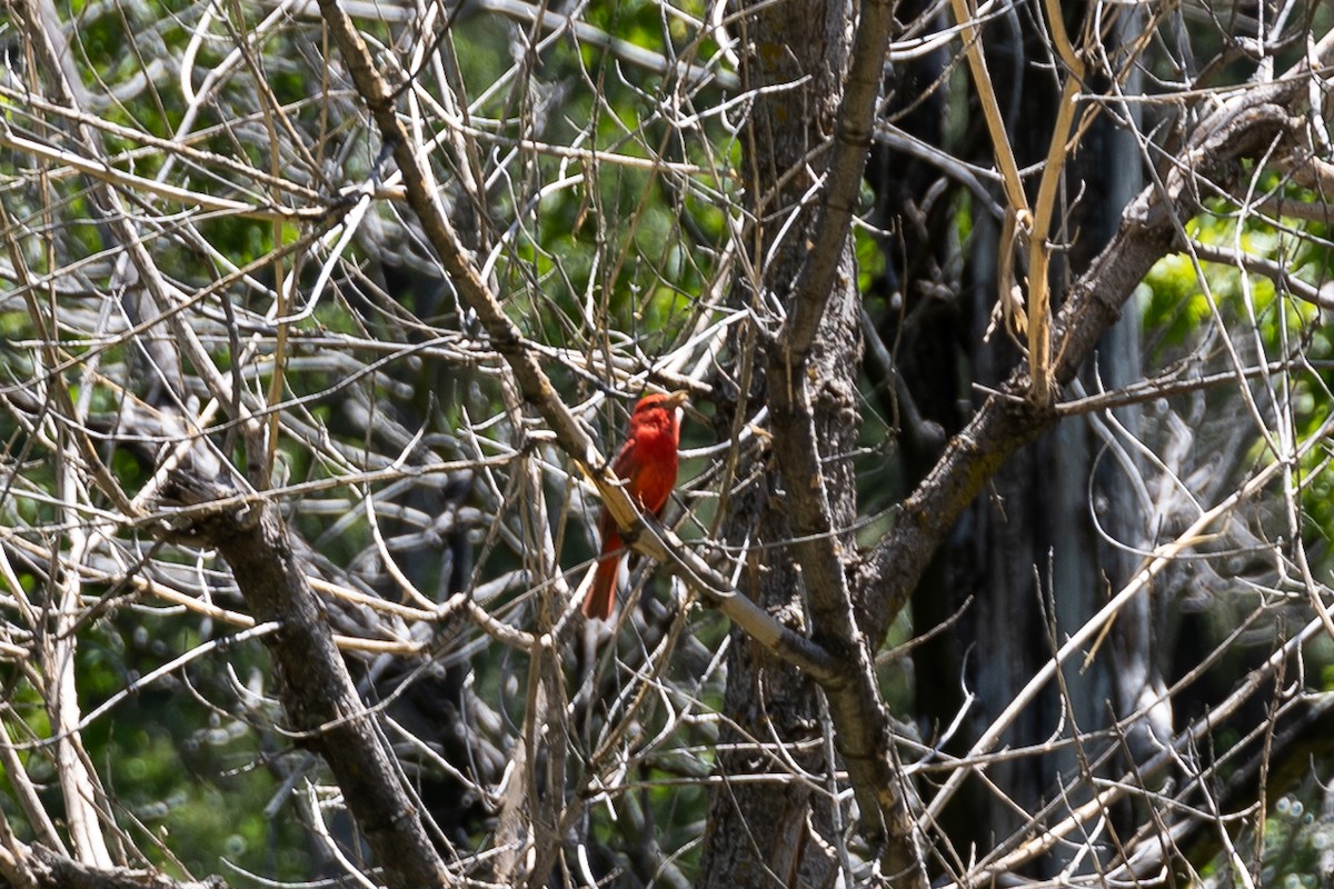 piranga ohnivá - ML196400491